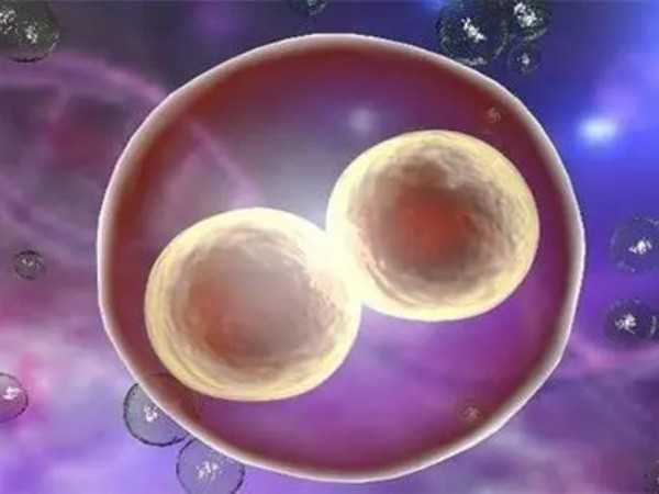 桑椹胚和囊胚哪个成功率更高